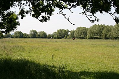 Grazing at the Brookfields