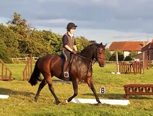 Dressage Hunter Paddock